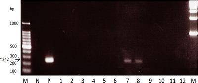 Field Evaluation of Recombinant Antigen ELISA in Detecting Zoonotic Schistosome Infection Among Water Buffaloes in Endemic Municipalities in the Philippines